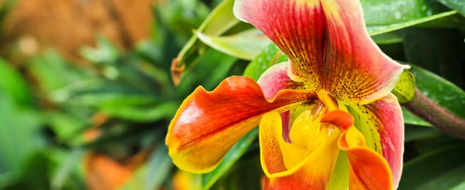 flower-show-harrogate-yorkshire