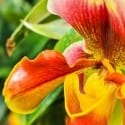 Harrogate Flower Show Luxury Hotels - Harrogate Flower Show