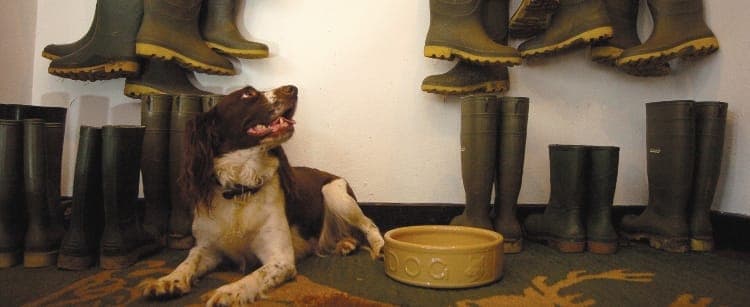 Devonshire Arms dog friendly