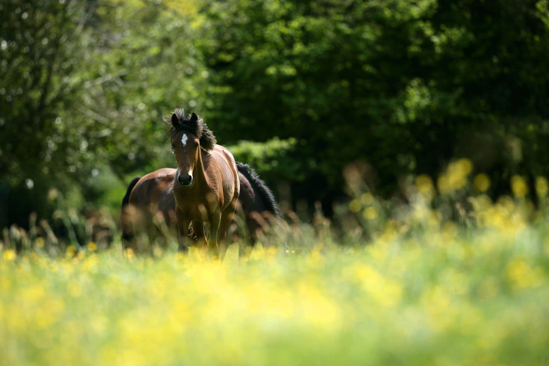 Careys Manor new forest pony