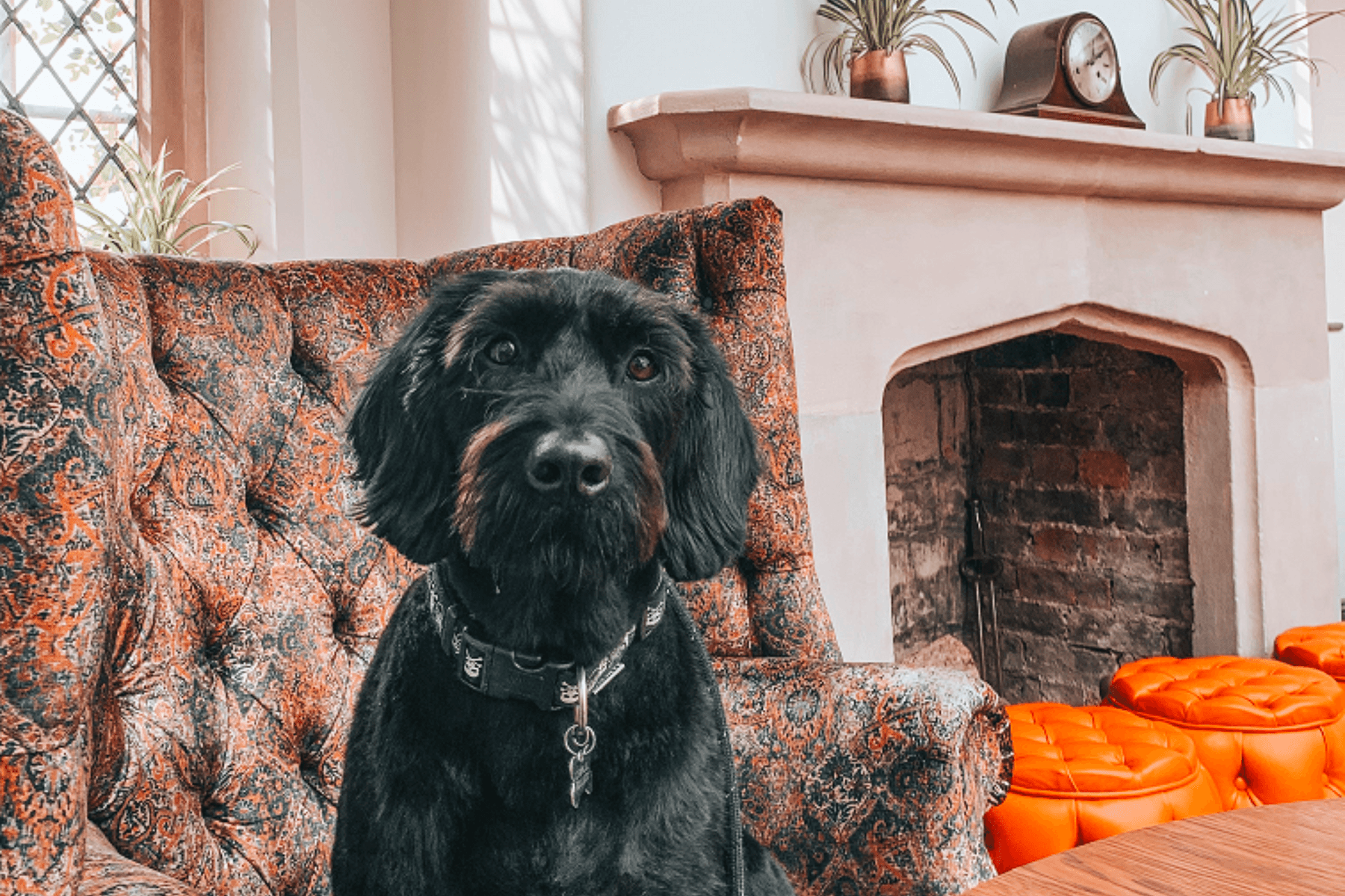 Ellenborough Park dog friendly