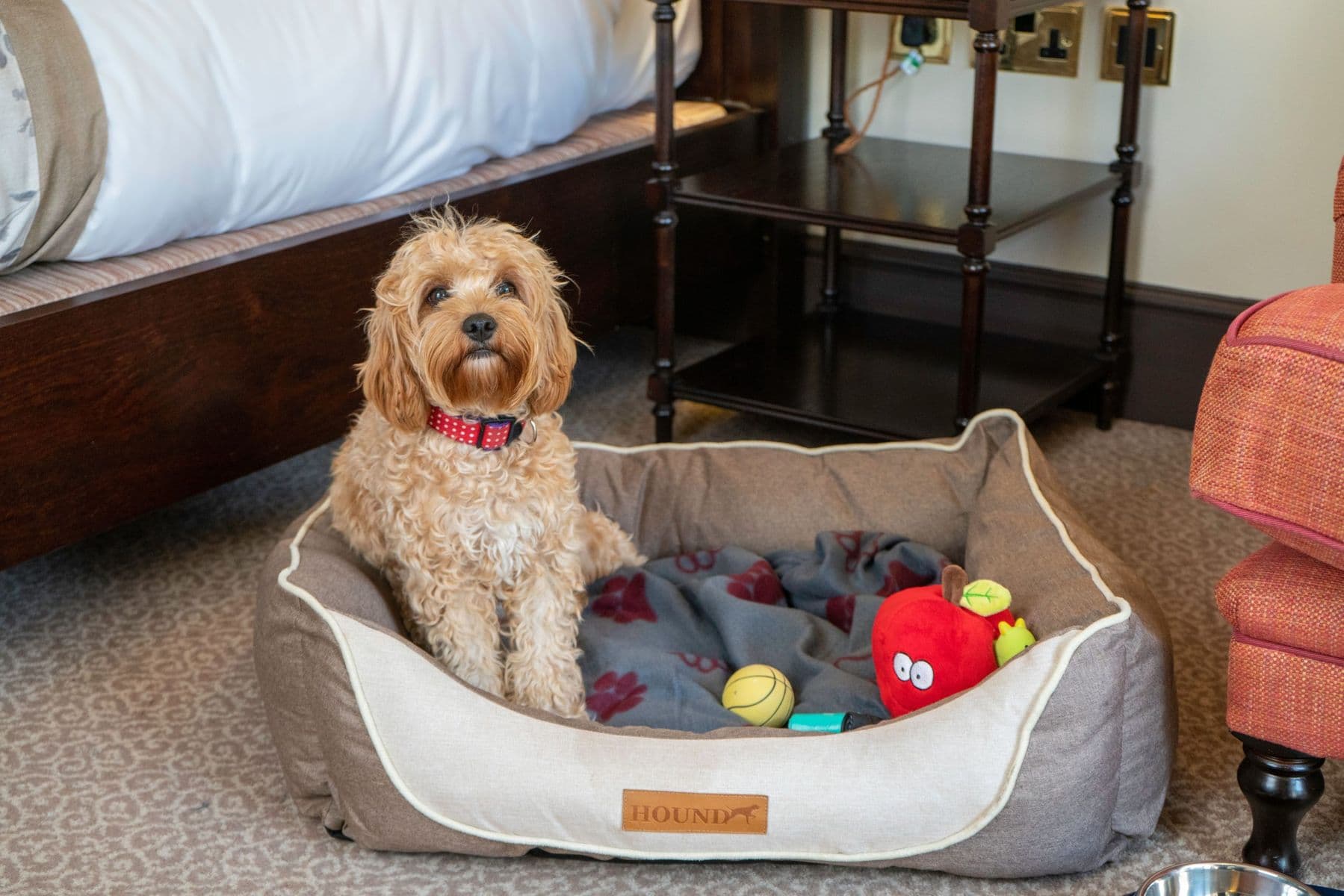 Ellenborough Park dog friendly