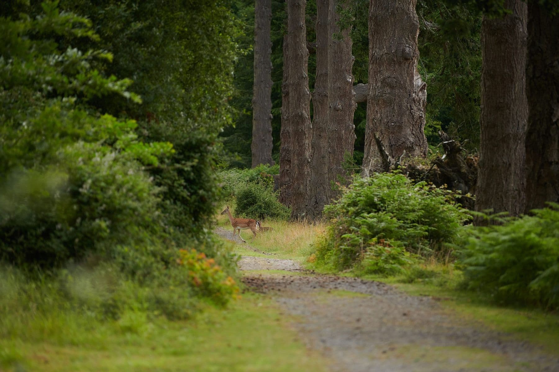 Rhinefield House woodland