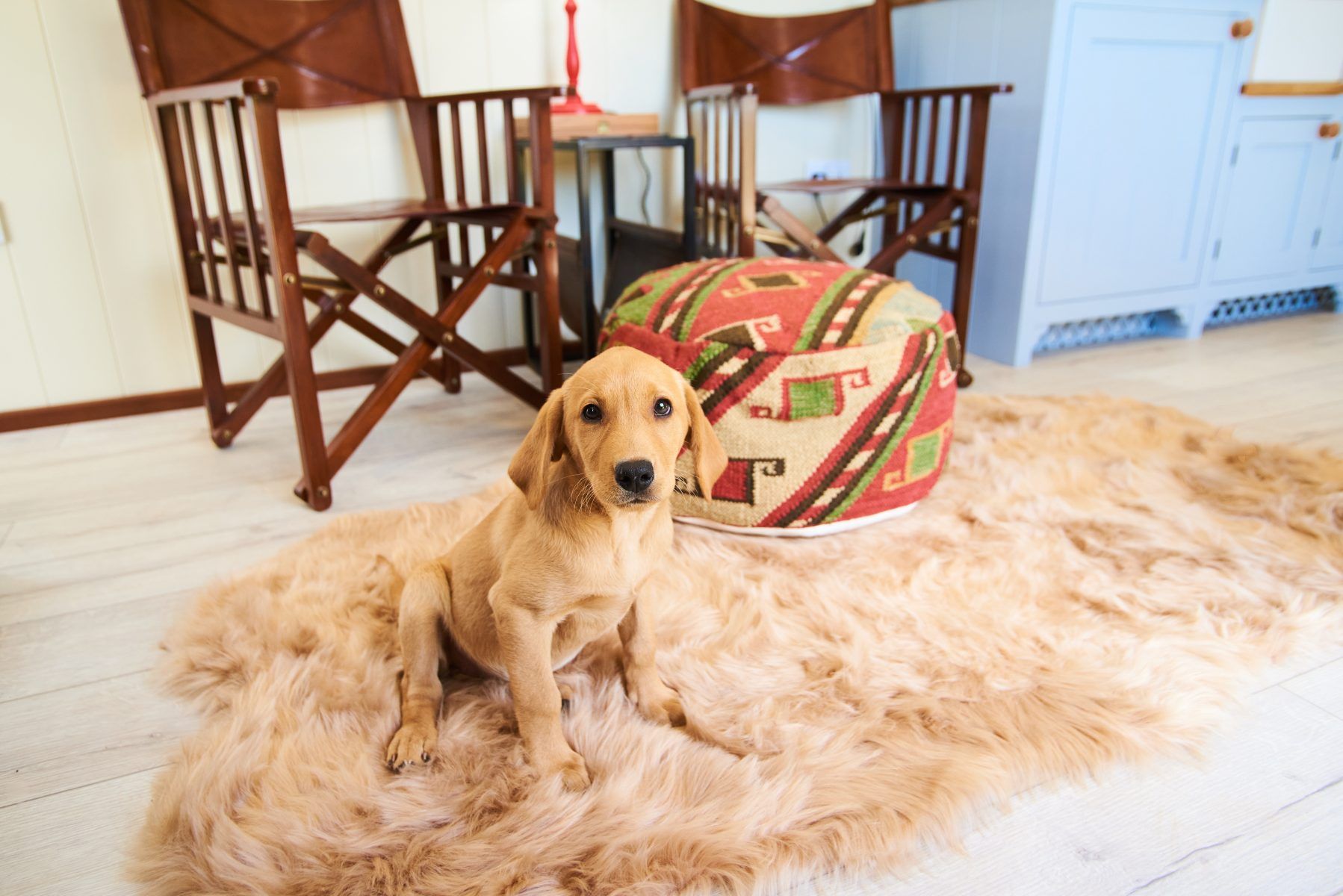 Dittisham Hideaway dog friendly