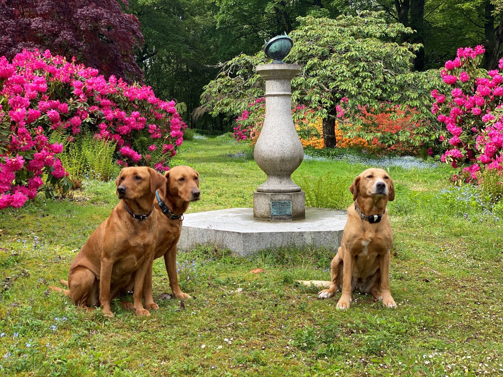 Dog friendly hotels Yorkshire